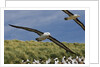 Albatross Flying Over Colony by Anonymous