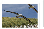 Albatross Flying Over Colony by Anonymous