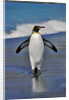King Penguin on the Beach by Anonymous