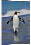 King Penguin on the Beach by Anonymous
