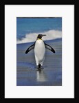 King Penguin on the Beach by Anonymous