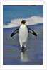 King Penguin on the Beach by Anonymous