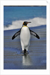 King Penguin on the Beach by Anonymous
