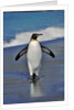 King Penguin on the Beach by Anonymous