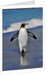 King Penguin on the Beach by Anonymous