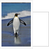 King Penguin on the Beach by Anonymous