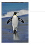 King Penguin on the Beach by Anonymous