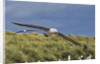 Albatross Flying Over Colony by Anonymous