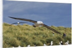 Albatross Flying Over Colony by Anonymous