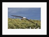 Albatross Flying Over Colony by Anonymous