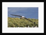 Albatross Flying Over Colony by Anonymous