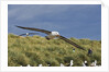 Albatross Flying Over Colony by Anonymous