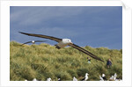 Albatross Flying Over Colony by Anonymous