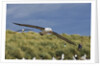 Albatross Flying Over Colony by Anonymous