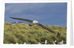 Albatross Flying Over Colony by Anonymous