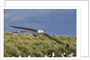 Albatross Flying Over Colony by Anonymous