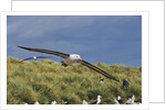 Albatross Flying Over Colony by Anonymous