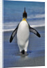 King Penguin on the Beach by Anonymous