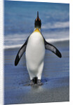 King Penguin on the Beach by Anonymous
