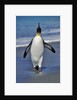 King Penguin on the Beach by Anonymous