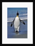 King Penguin on the Beach by Anonymous
