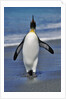 King Penguin on the Beach by Anonymous