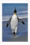 King Penguin on the Beach by Anonymous