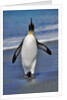 King Penguin on the Beach by Anonymous