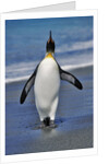 King Penguin on the Beach by Anonymous