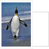 King Penguin on the Beach by Anonymous