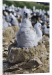 Albatross Chick on Nest by Anonymous