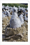 Albatross Chick on Nest by Anonymous