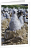 Albatross Chick on Nest by Anonymous