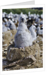 Albatross Chick on Nest by Anonymous