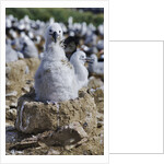 Albatross Chick on Nest by Anonymous