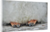 Gentoo Chick's Webbed Feet by Anonymous
