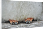 Gentoo Chick's Webbed Feet by Anonymous