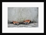 Gentoo Chick's Webbed Feet by Anonymous