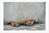 Gentoo Chick's Webbed Feet by Anonymous