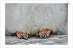 Gentoo Chick's Webbed Feet by Anonymous