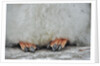 Gentoo Chick's Webbed Feet by Anonymous