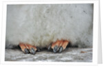Gentoo Chick's Webbed Feet by Anonymous