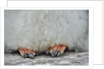 Gentoo Chick's Webbed Feet by Anonymous