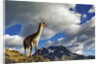 Guanaco Overlooking Nordenskjold by Anonymous