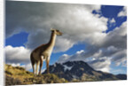 Guanaco Overlooking Nordenskjold by Anonymous