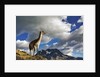 Guanaco Overlooking Nordenskjold by Anonymous