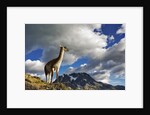 Guanaco Overlooking Nordenskjold by Anonymous