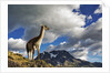 Guanaco Overlooking Nordenskjold by Anonymous