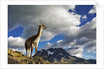 Guanaco Overlooking Nordenskjold by Anonymous