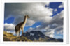 Guanaco Overlooking Nordenskjold by Anonymous